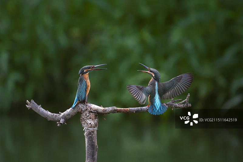 两只翠鸟的对话图片素材