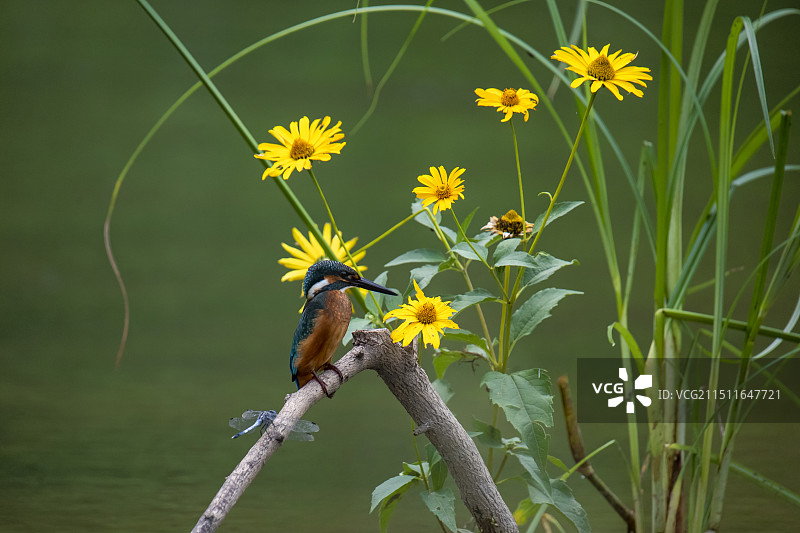 等待捕食的翠鸟与蜻蜓图片素材