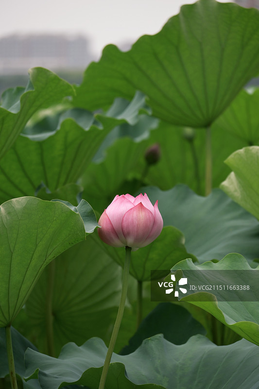 四面荷花三面柳图片素材