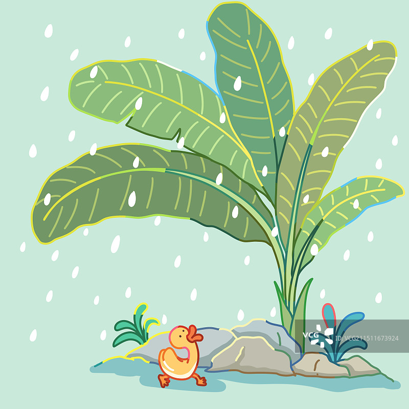 芭蕉插画图片素材