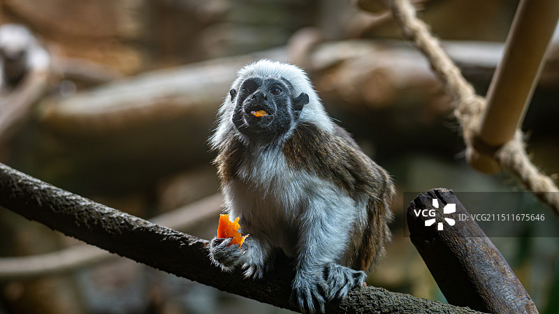 DSC09782-已增强-降噪图片素材