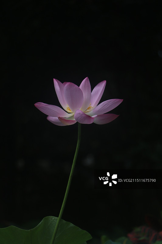 粉红色 荷花  特写图片素材