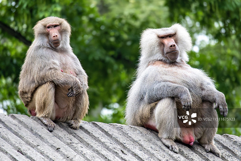 上海动物园图片素材