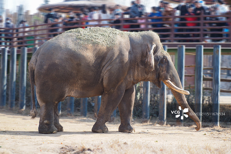 济南野生动物园的大象图片素材