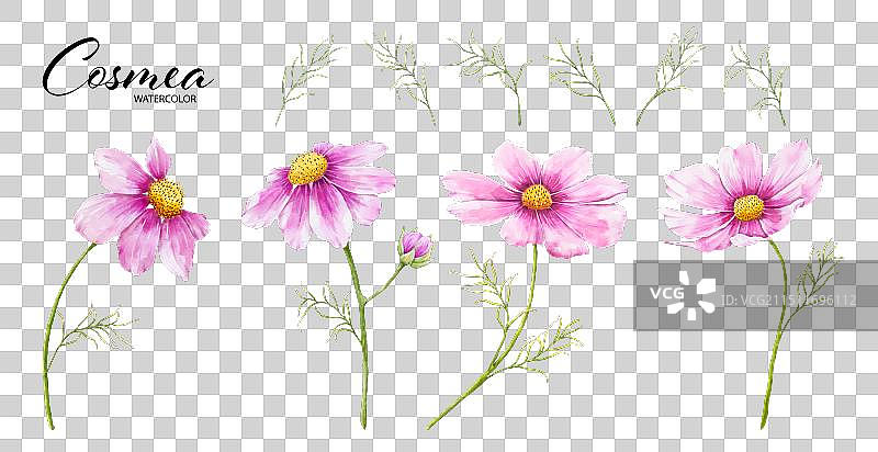 大波斯菊花叶水彩素材图片素材