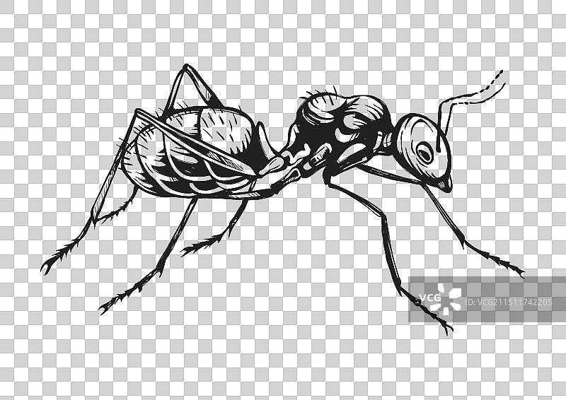 蚂蚁行走的黑白素描图图片素材