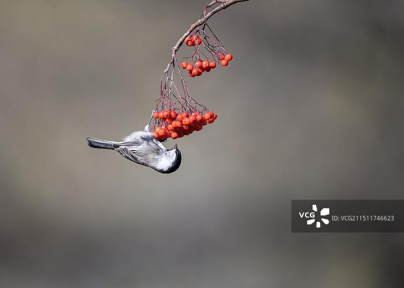 红豆树上的沼泽山雀图片素材