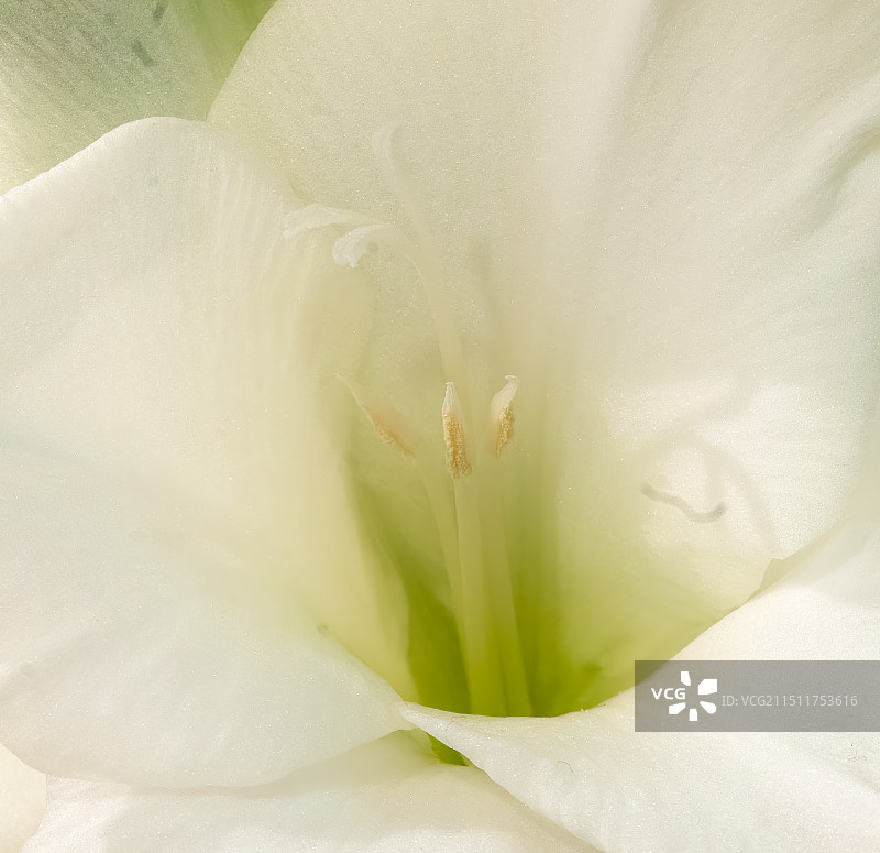 花卉特写，百合花，花蕊图片素材