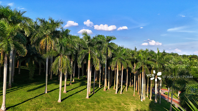 南宁青秀山棕榈园图片素材