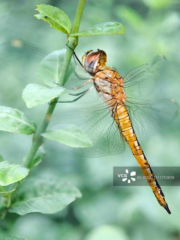 薄翅蜻蜓图片素材