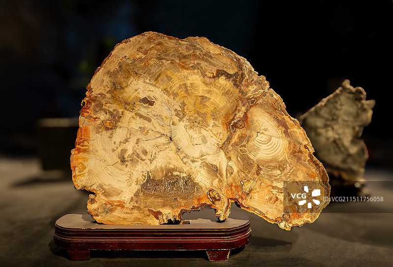 中国古动物馆 保定自然博物馆 硅化木 早三叠世 马达加斯加产 保存了清晰年轮结构的大型木化石切片图片素材