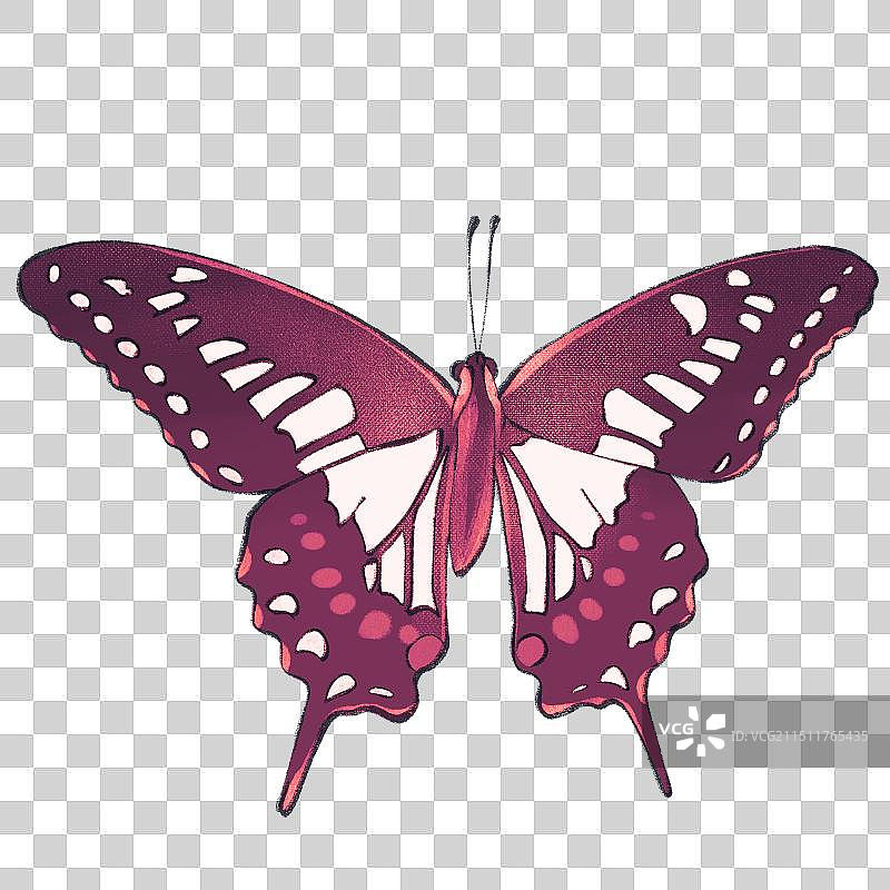 蝴蝶素材元素插画图片素材