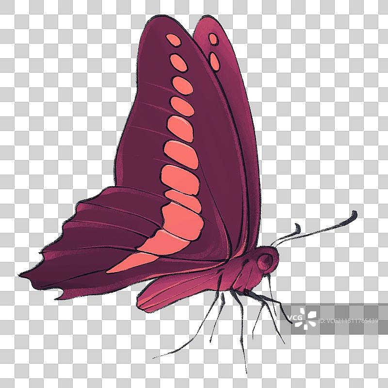 蝴蝶素材元素插画图片素材