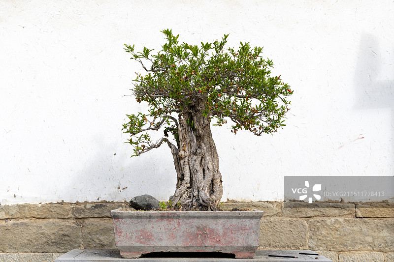 石榴盆景图片素材