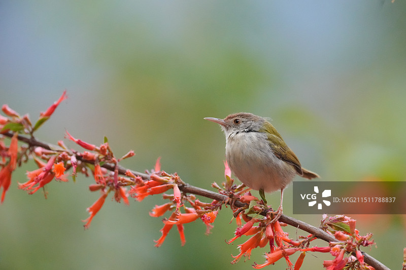 虾子花上的鹪莺图片素材