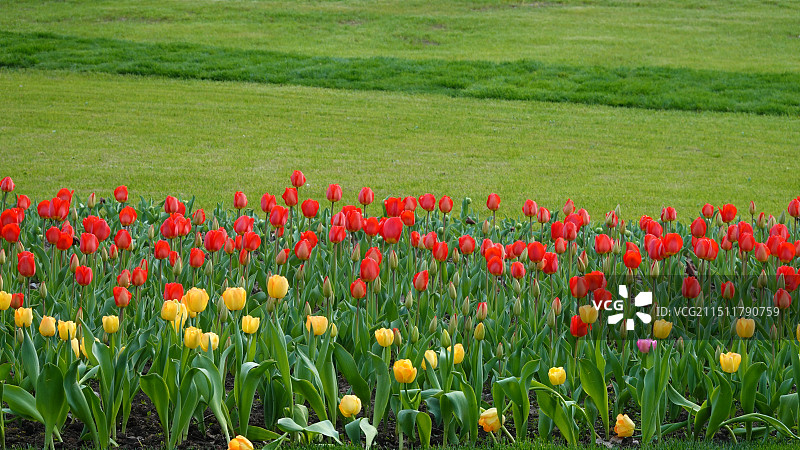 郁金香、玉兰花图片素材
