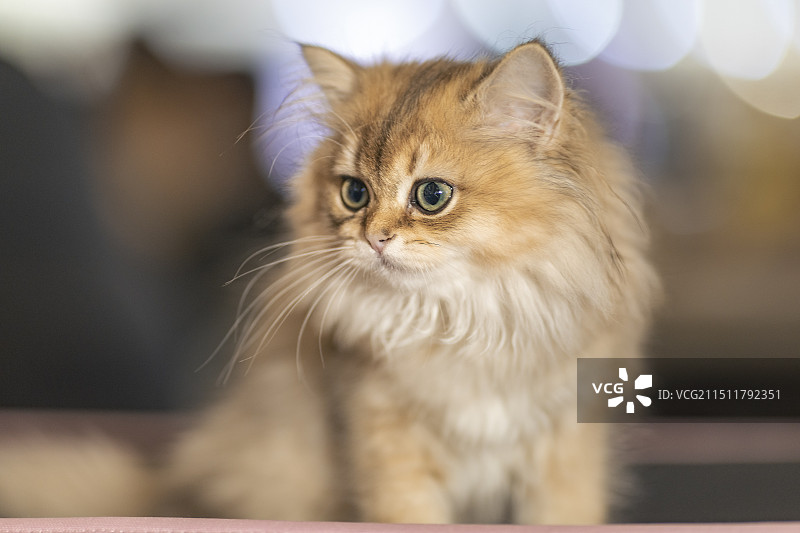 猫展的猫图片素材