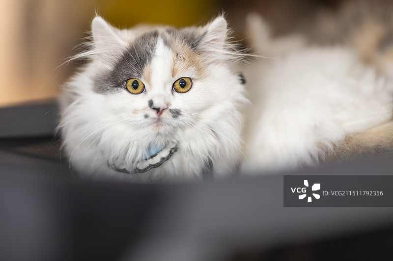 猫展的猫图片素材