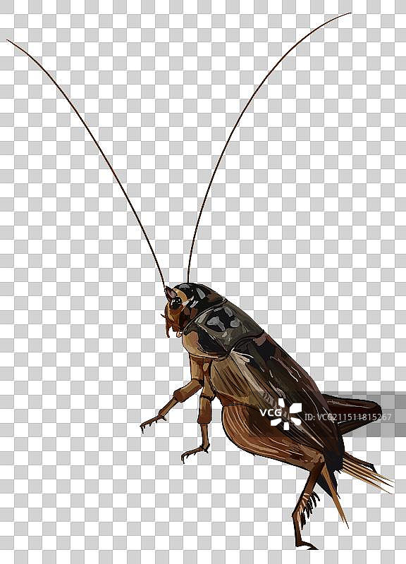 大自然昆虫虫子科学生命生态蛐蛐蝈蝈蟋蟀元素素材卡通资讯插画图片素材