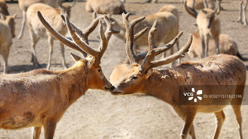 春天北京大兴南海子麋鹿苑麋鹿图片素材
