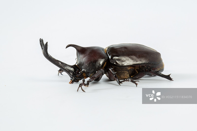 独角仙图片素材