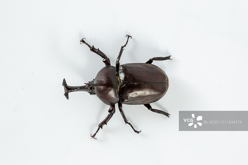 独角仙图片素材