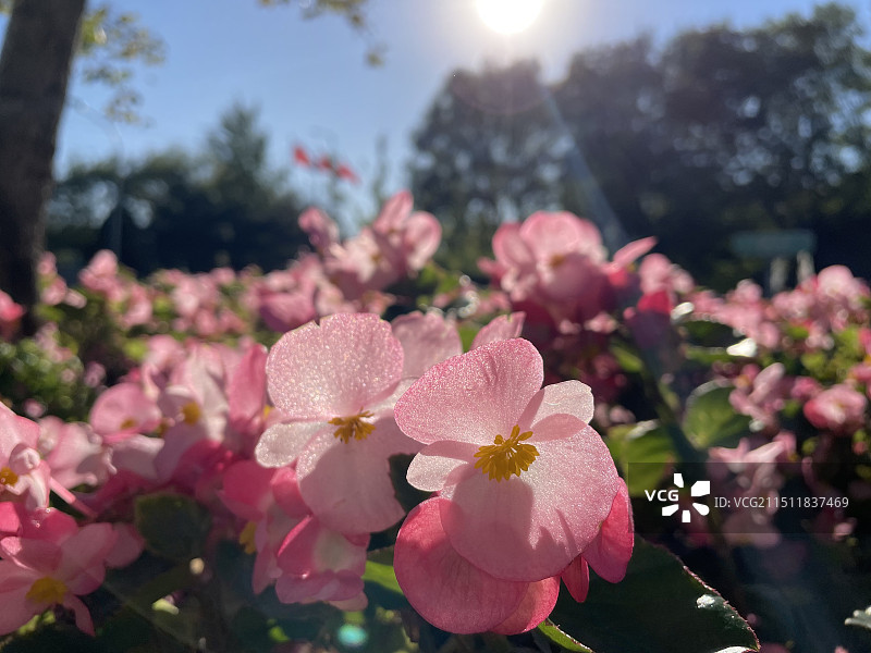 粉红色开花植物特写镜头图片素材