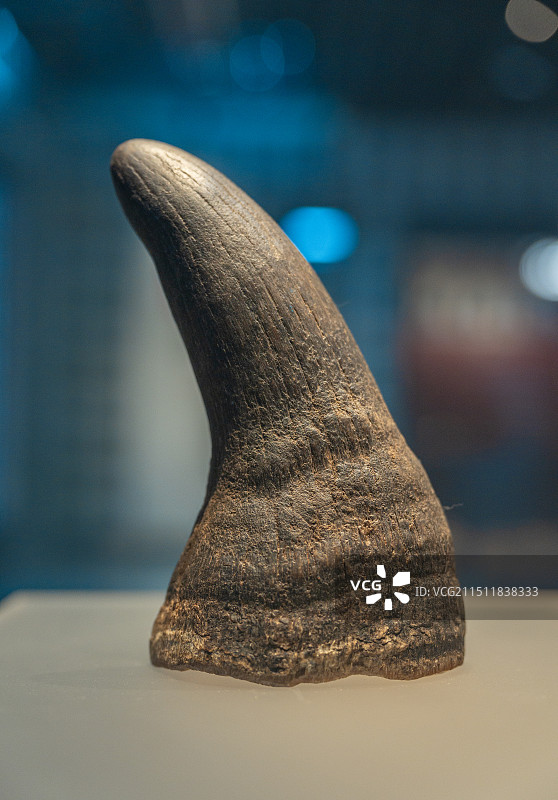 中药材 犀角图片素材