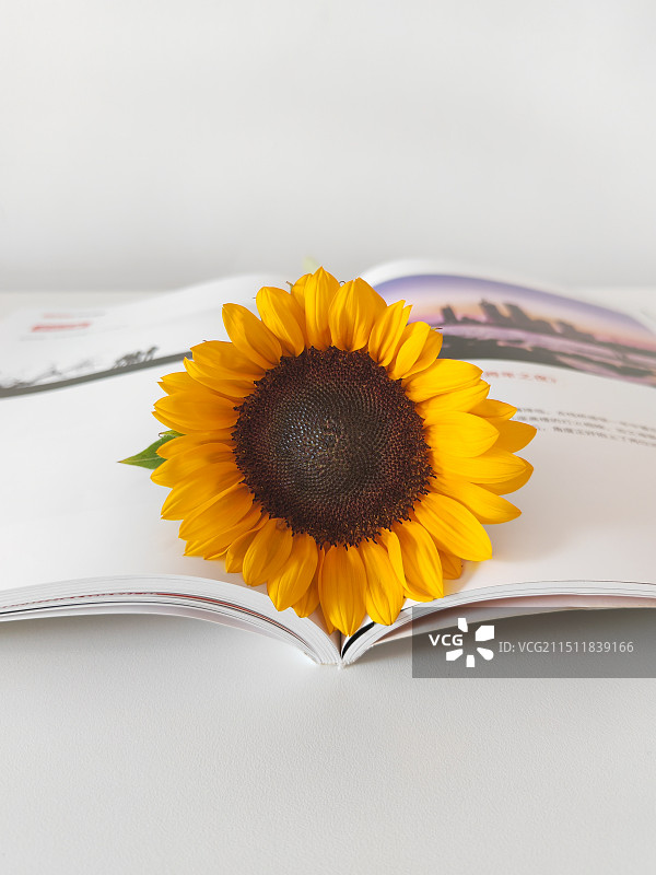 向日葵花正面照图片素材