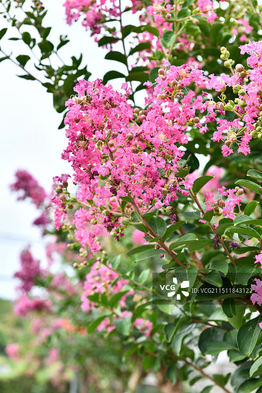 盛开的粉红色紫薇花图片素材