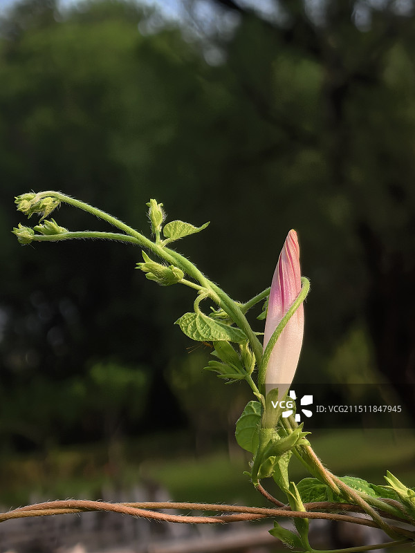 含苞待放的粉红色喇叭花蕾图片素材