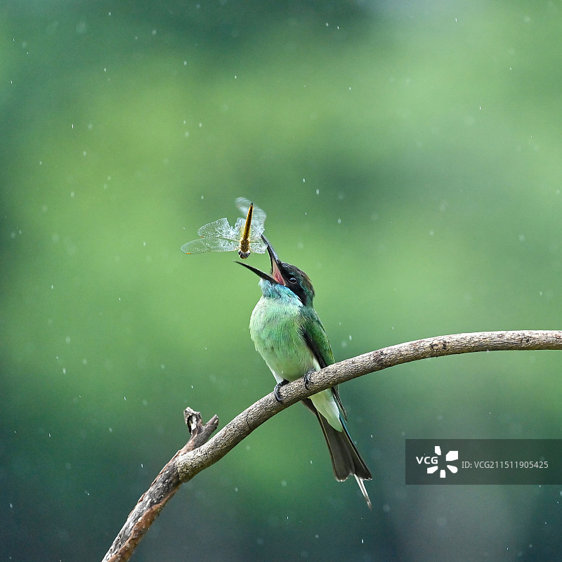 雨中觅食的蓝喉蜂虎图片素材