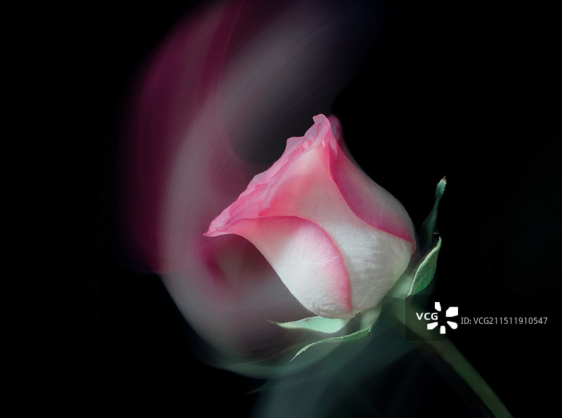 粉色玫瑰图片素材