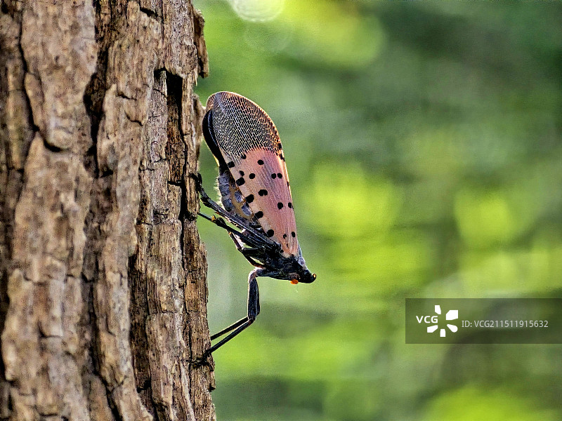 斑衣蜡蝉图片素材