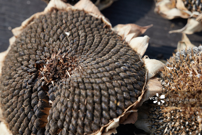 晒干的葵花籽图片素材