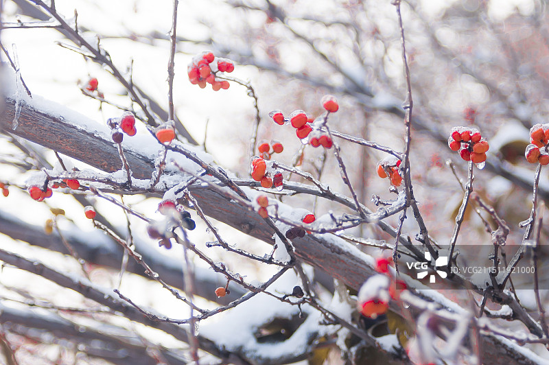 秋冬之交的香山降临一场大雪，冬雪裹挟着秋意图片素材