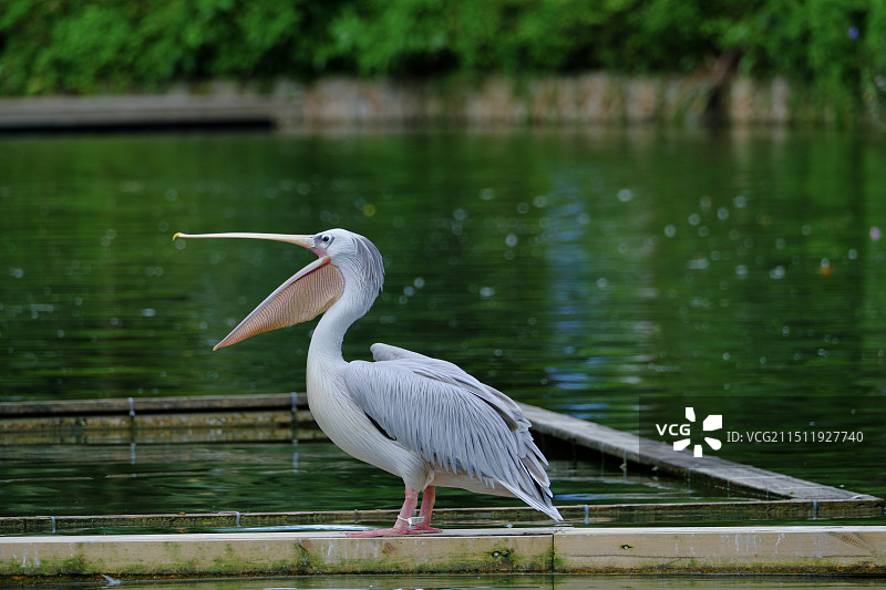 观鸟日记【鹈鹕】图片素材