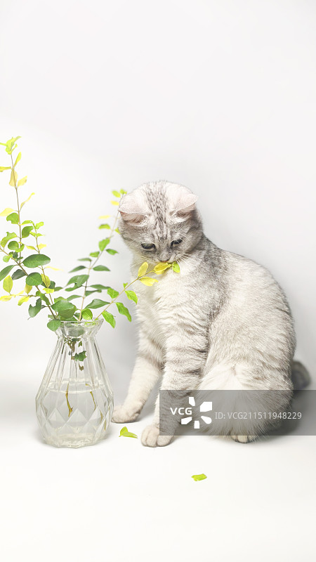 拍照凑热闹的猫图片素材