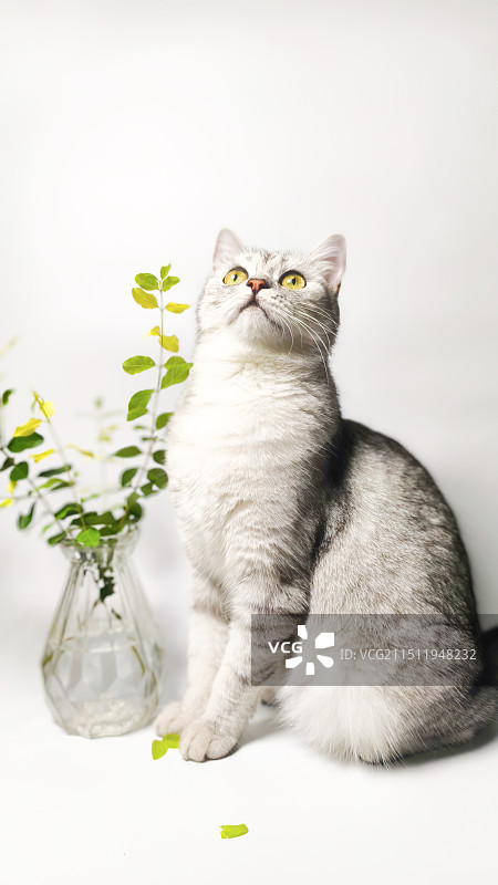 拍照凑热闹的猫图片素材