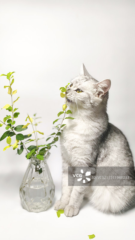 拍照凑热闹的猫图片素材