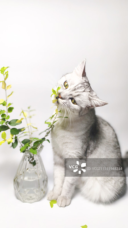 拍照凑热闹的猫图片素材