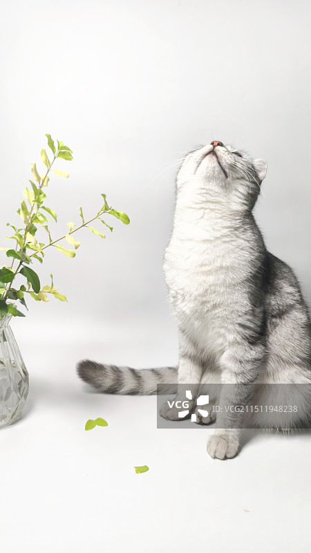 拍照凑热闹的猫图片素材