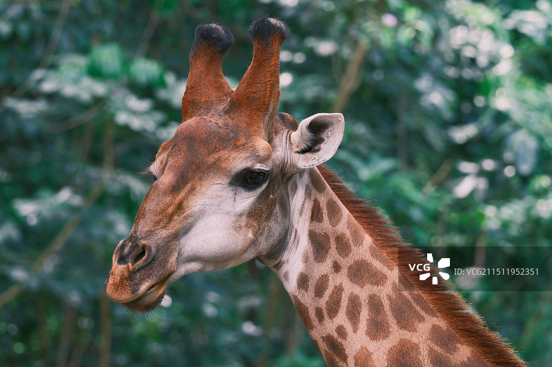 动物园里的长颈鹿图片素材