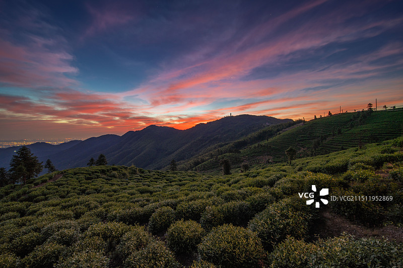 茶园的清晨图片素材