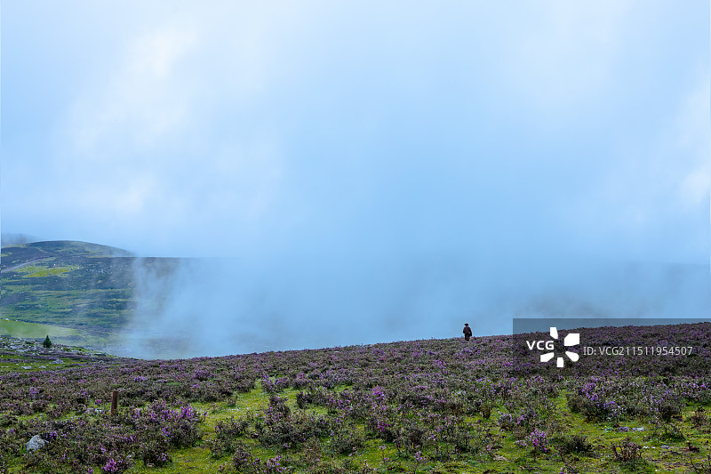 鱼子西的清晨，牧民伴着浓雾出发去采虫草。图片素材