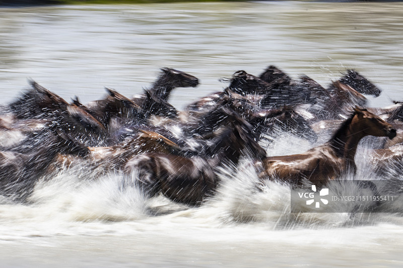 新疆伊犁昭苏天马浴河图片素材