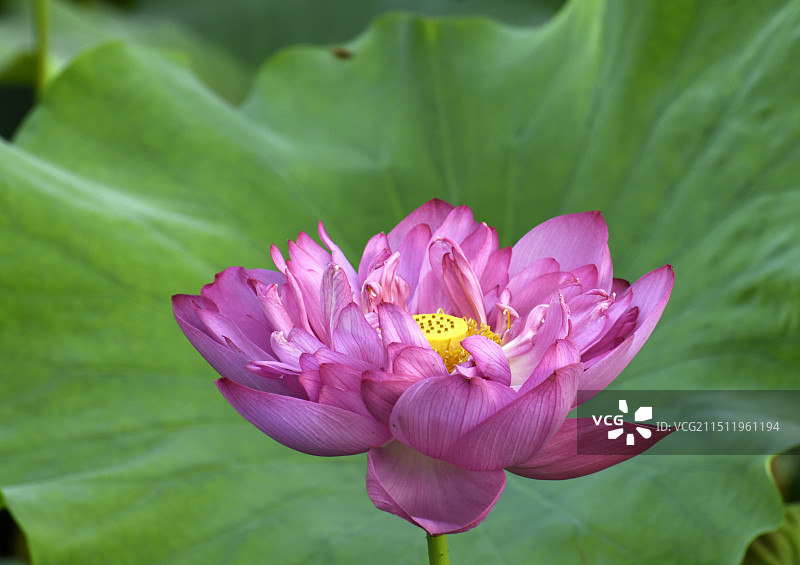 山东枣庄滕州市微山湖红荷湿地景区荷花竞艳图片素材