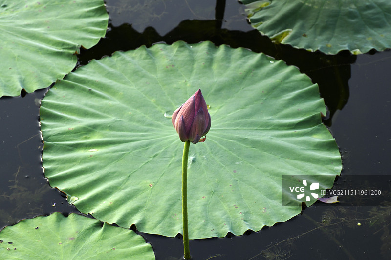 山东枣庄滕州市微山湖红荷湿地景区荷花竞艳图片素材