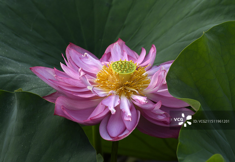 山东枣庄滕州市微山湖红荷湿地景区荷花竞艳图片素材