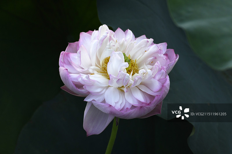 山东枣庄滕州市微山湖红荷湿地景区荷花竞艳图片素材